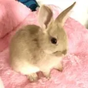 パール♡の画像