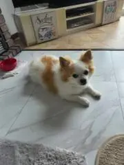 Y.M