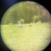 モンローの画像