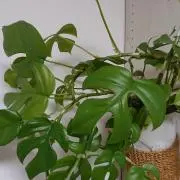 てれこ(購入前にプロフ必読♪)