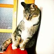 猫屋