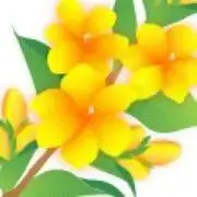 希望価格登録歓迎☆梅の画像