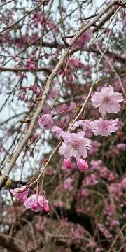 あざみの画像