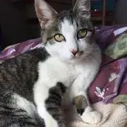 ねこ