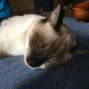 ひるは