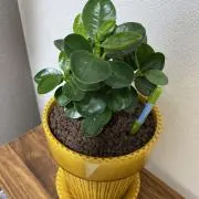 こぱんだの画像