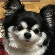 サムちゃんの画像