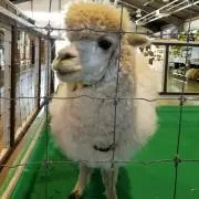 みーちぇるの画像