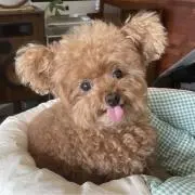 はるぴ