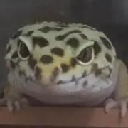 エキゾの画像