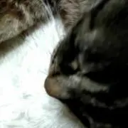 みお
