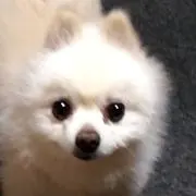 Passの画像