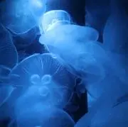 眠.の画像