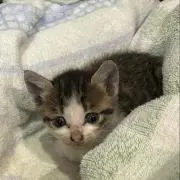 Y.Y.の画像