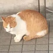 うーもの画像