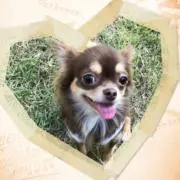 サチ