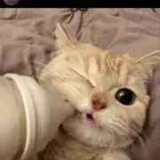 もも