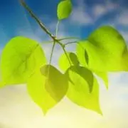 ぽぷるかりの画像