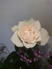 あーたん