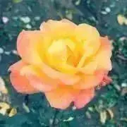 misa*の画像