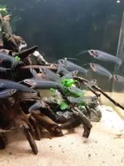 なお　き