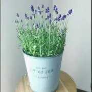 Lavenderの画像
