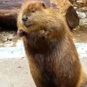 やぎ