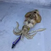 紐の画像