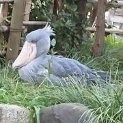 そらの画像