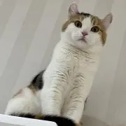 yuyuの画像
