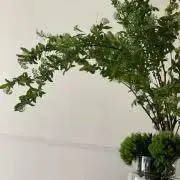 ☆☆雪☆☆の画像