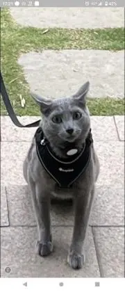 ロシの画像