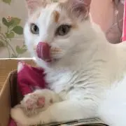 ジュゴン
