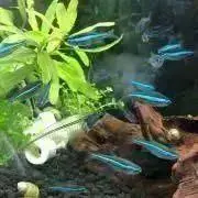 ミド