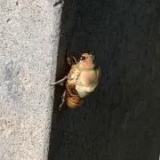 メンダコ