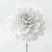 u..u