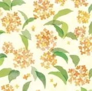 キンモクセイの画像
