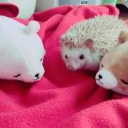 はるる