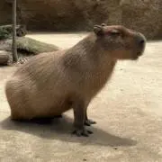 あっきーの画像