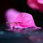 きょん♡プロフ必須