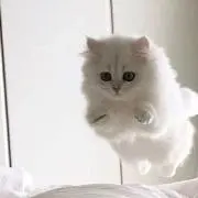 れの画像