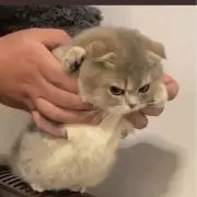 ぽけか