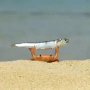 にゃの画像