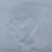 ぴーの画像