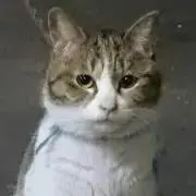 ナナオの画像