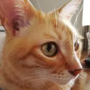 ぽったんこの画像