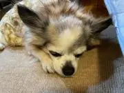 ぽぴー☆見落としがあるかもしれませんの画像