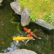 こいぽんの画像