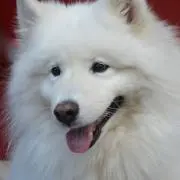 Samoyed_0322