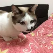 さんご